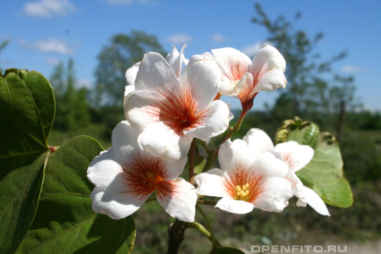 Тунг Форда растение