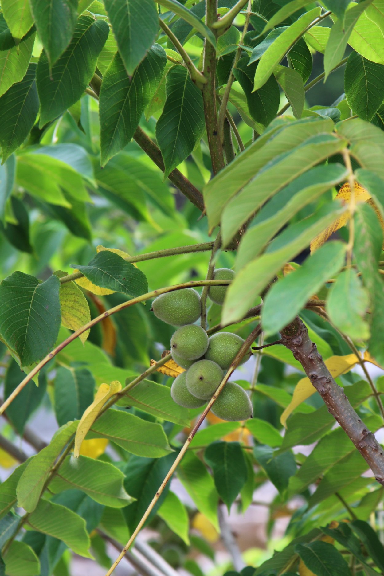 Тунга растение