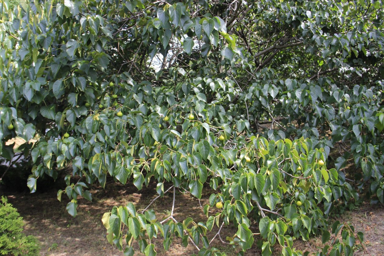 Тунговое дерево в Абхазии