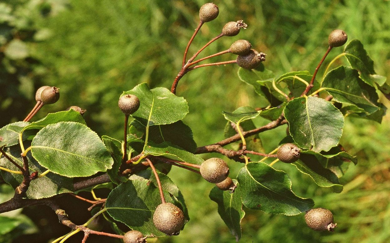 Тунг Форда дерево