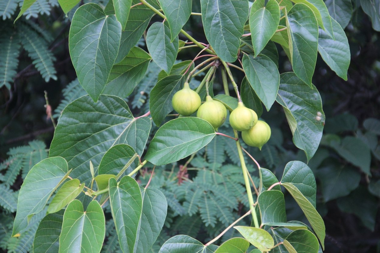 Тунг китайский