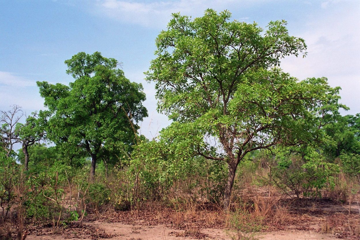 Масляное дерево Butyrospermum Parkii