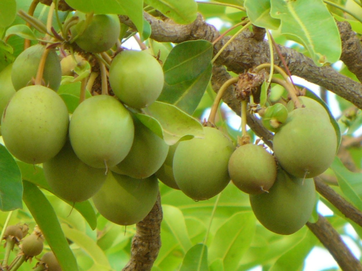 Плоды дерева ши карите