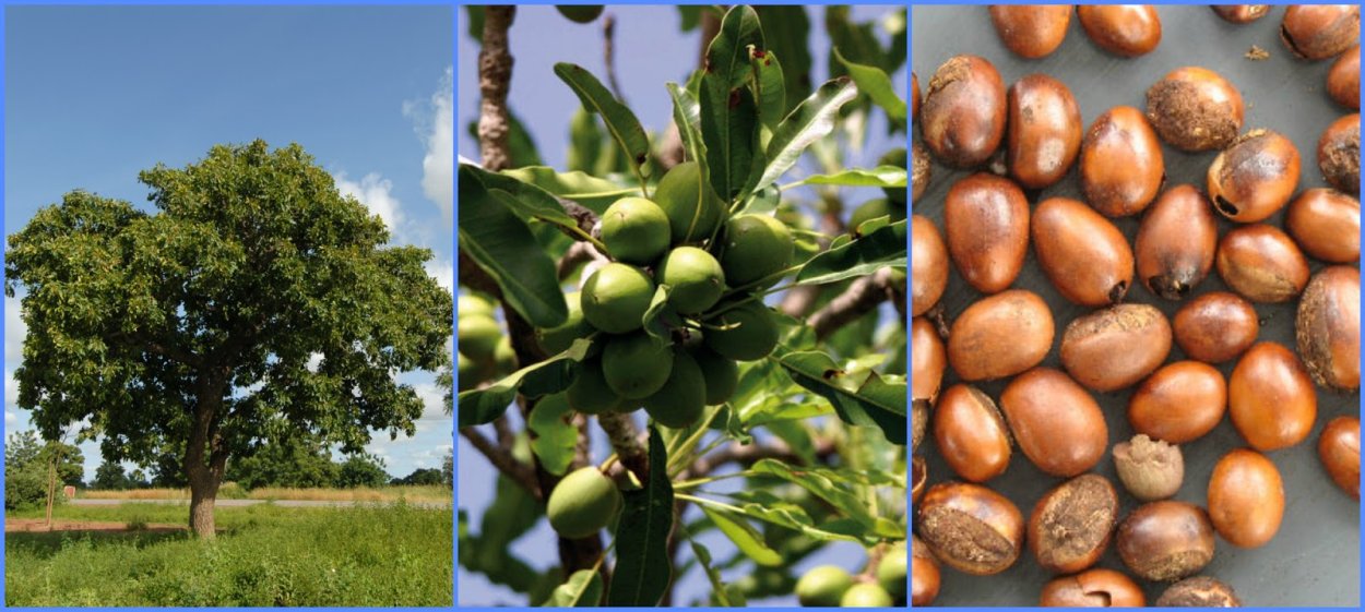 Орех бассия