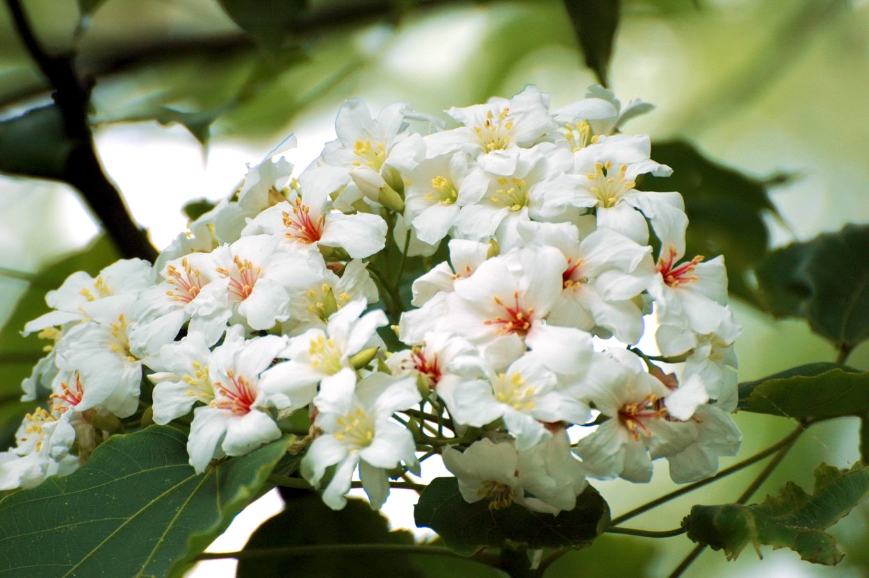 Тунг китайский