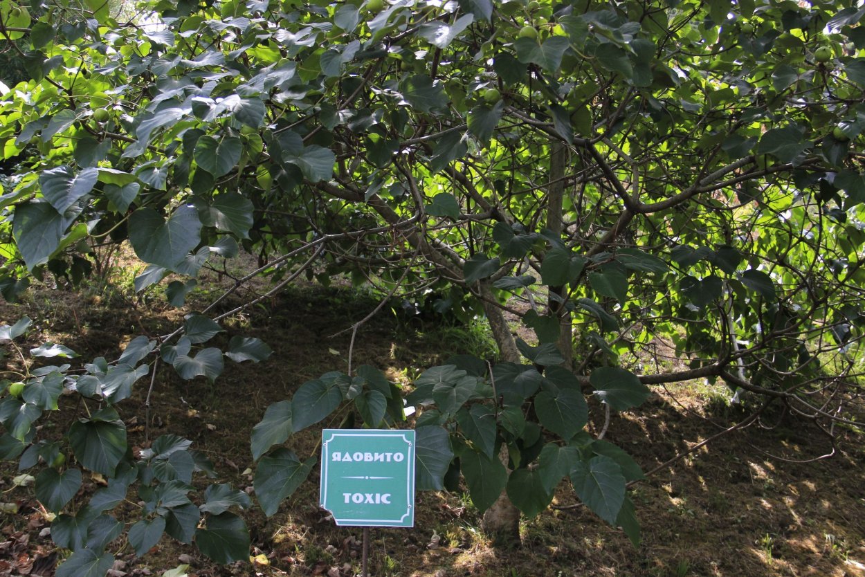 Тунг Форда дерево