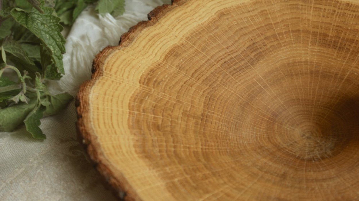 Дуб срез древесины