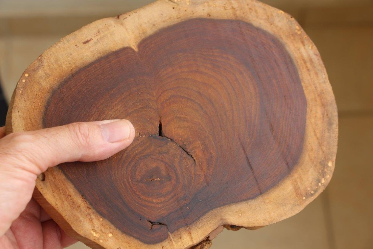 Граб срез древесины