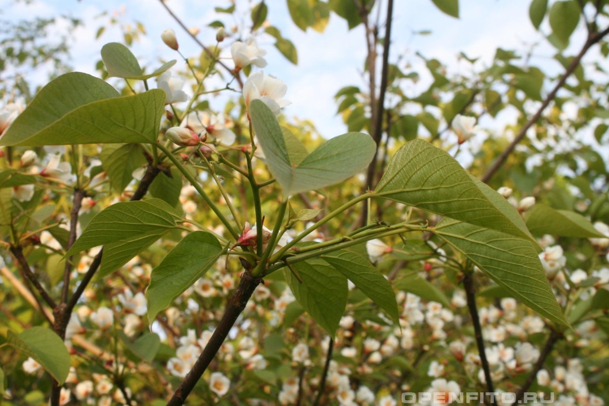 Тунг Форда дерево