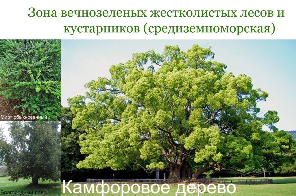 Камфорный лавр Cinnamomum camphora