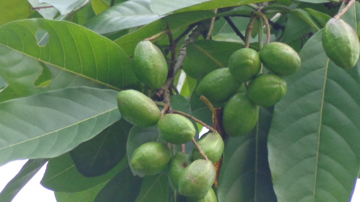 Харитаки бибхитаки