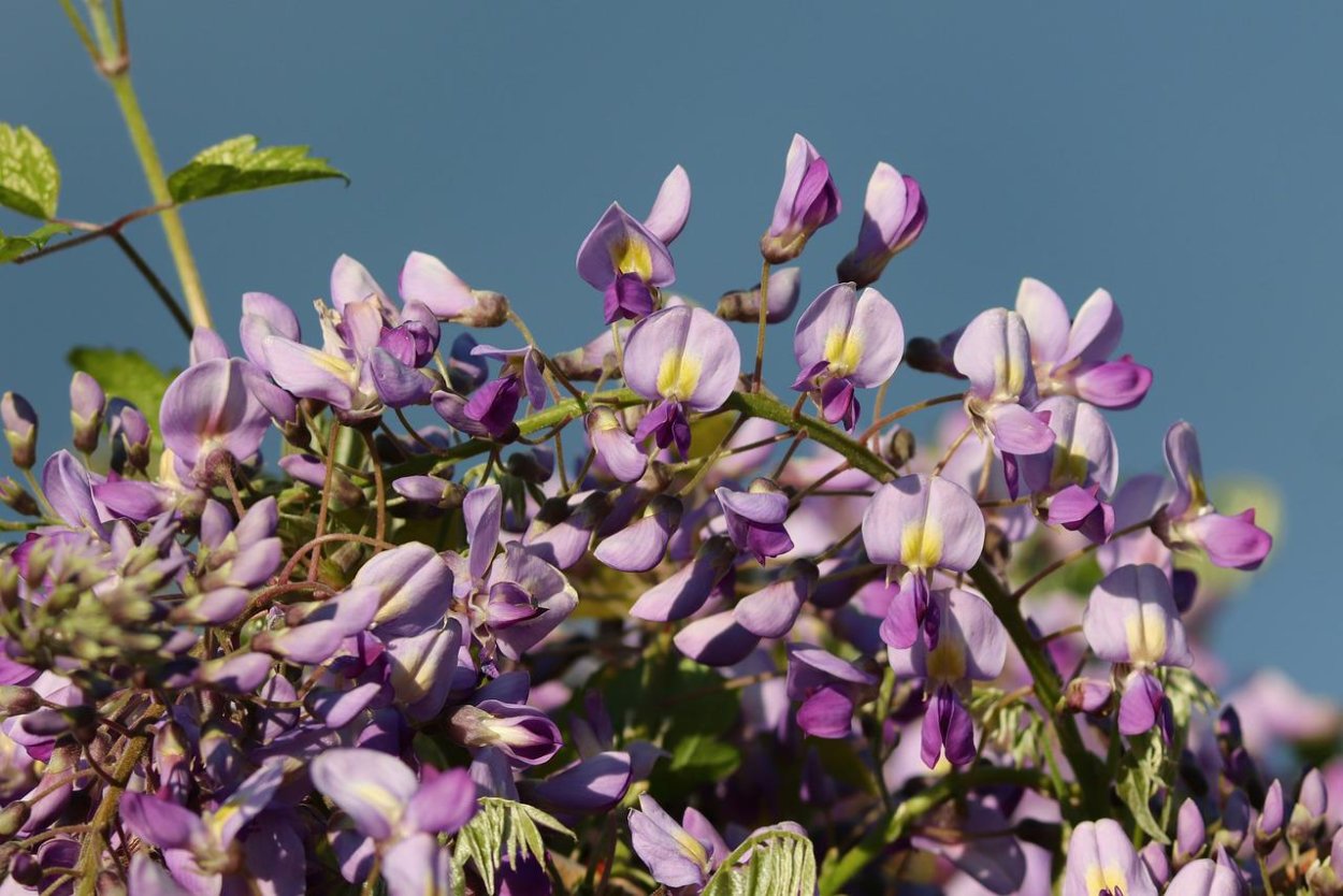 Долихос пурпурный