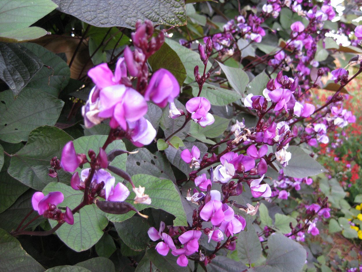 Долихос рассада