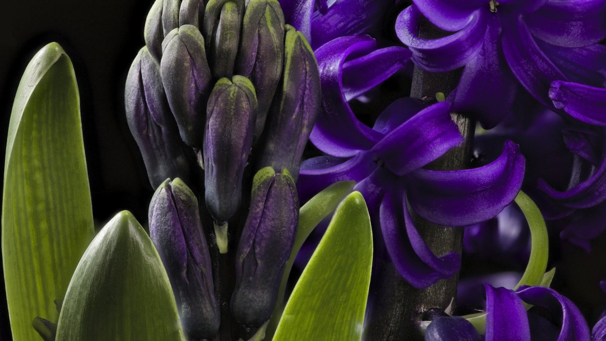 Долихос семена