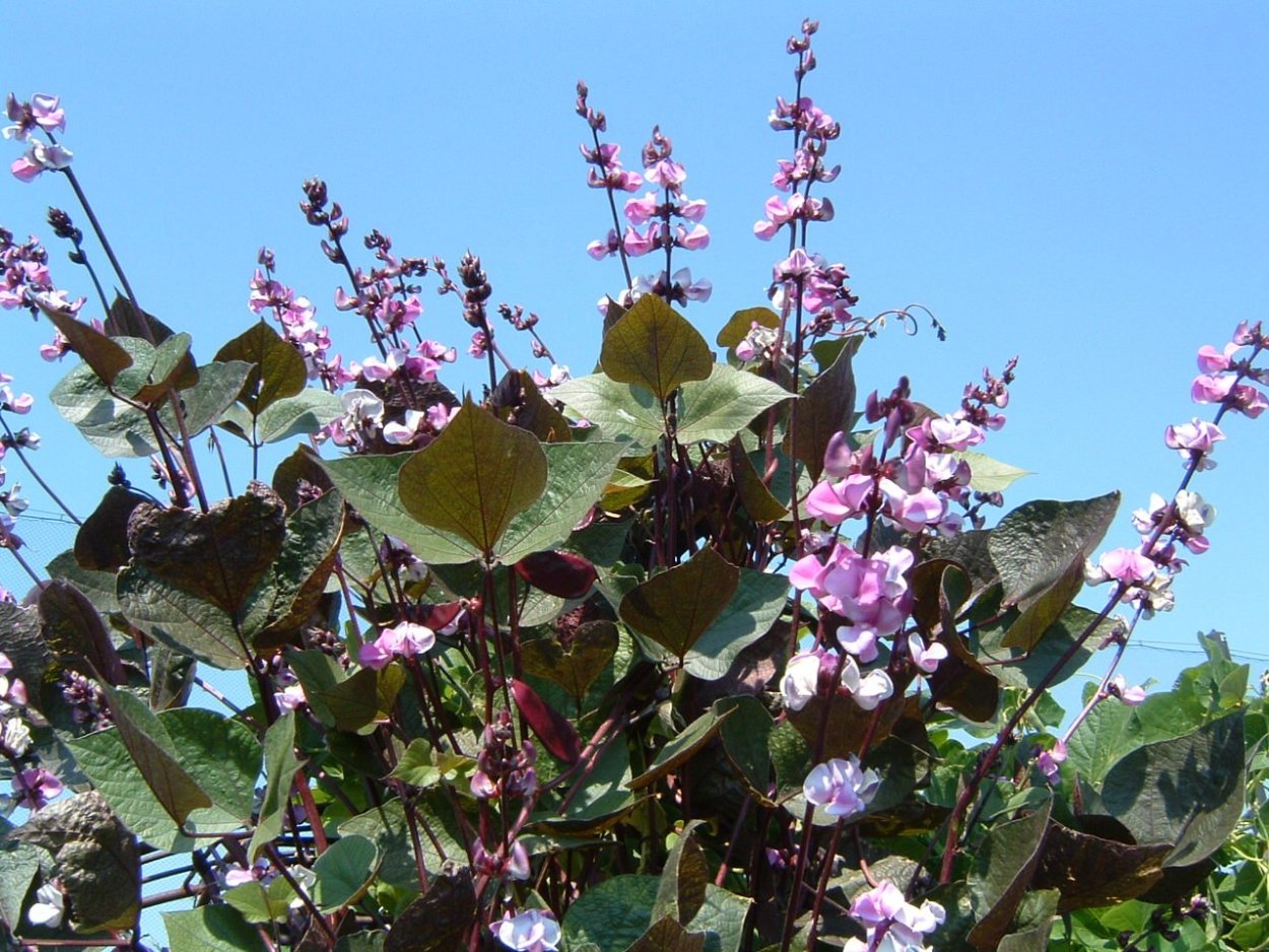 Долихос Ниагарский водопад