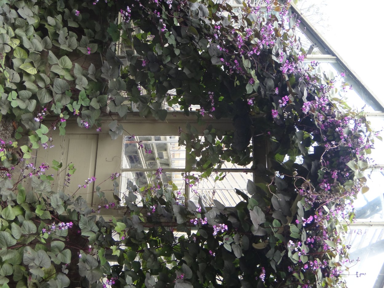 Гиацинт Джоанна