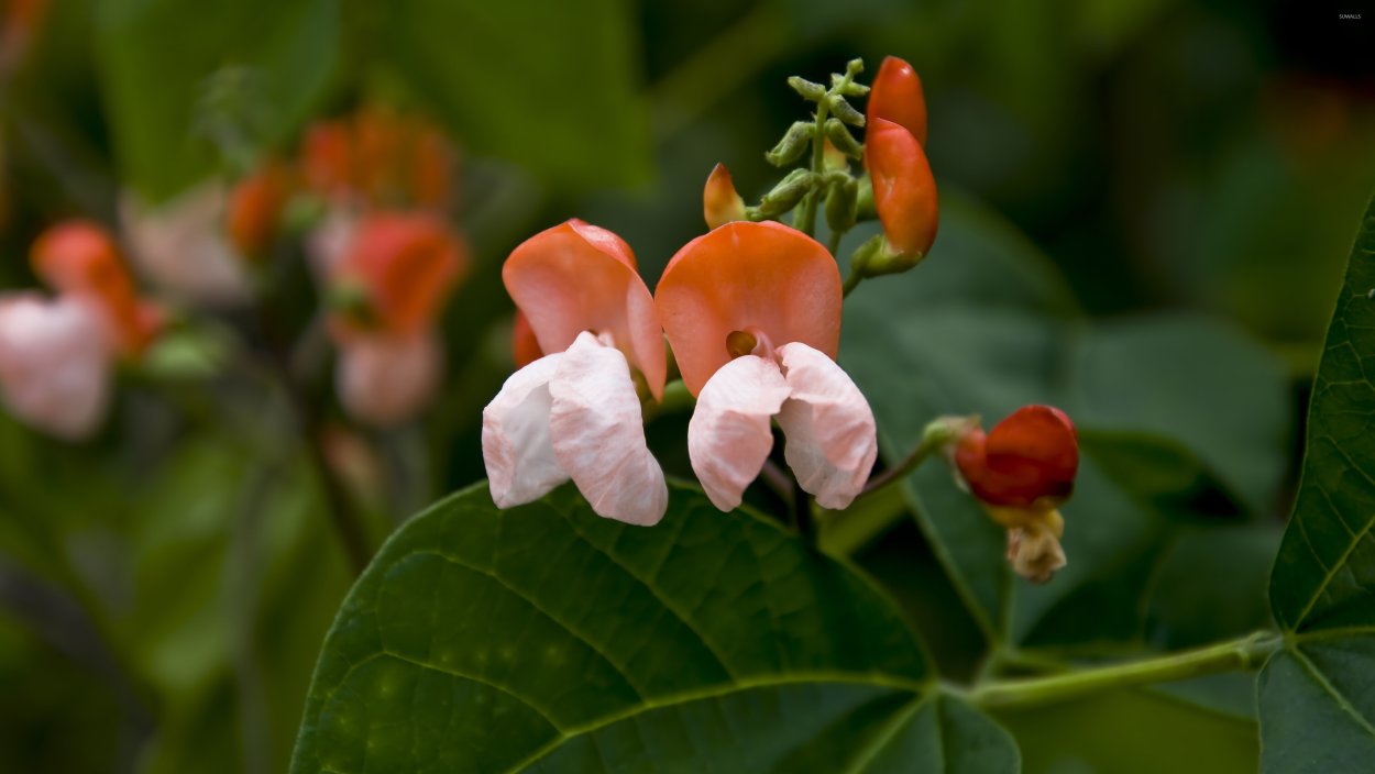 Акебия трехлистная