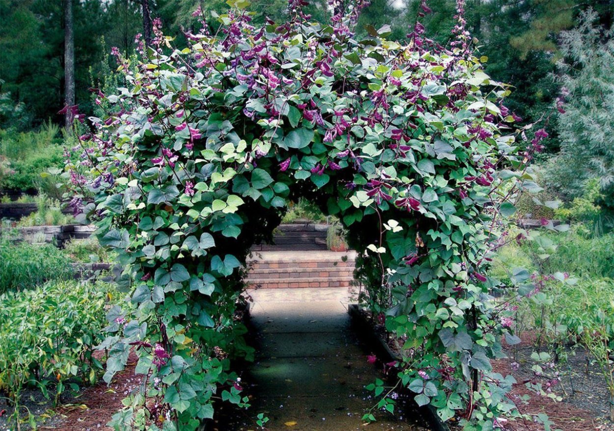 Долихос семена