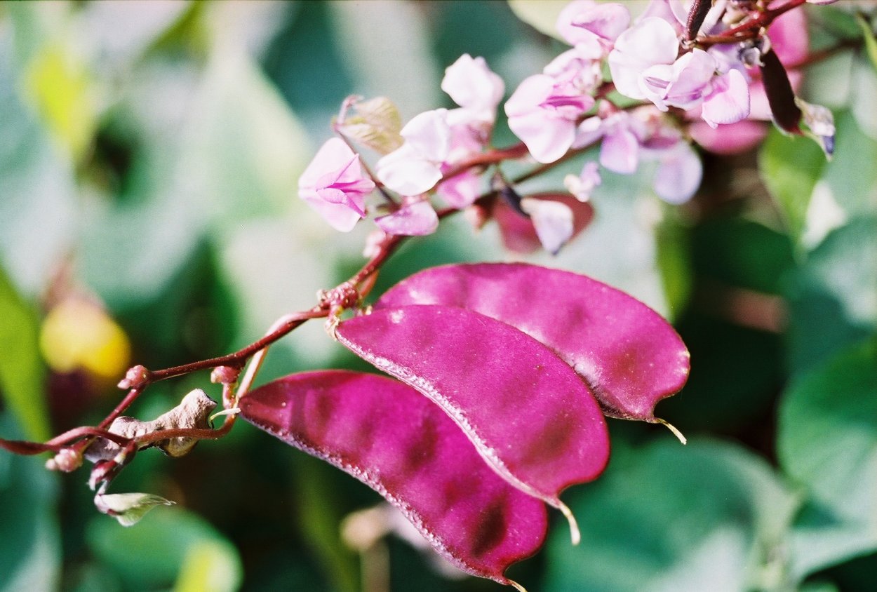 Гиацинтовые Бобы однолетник