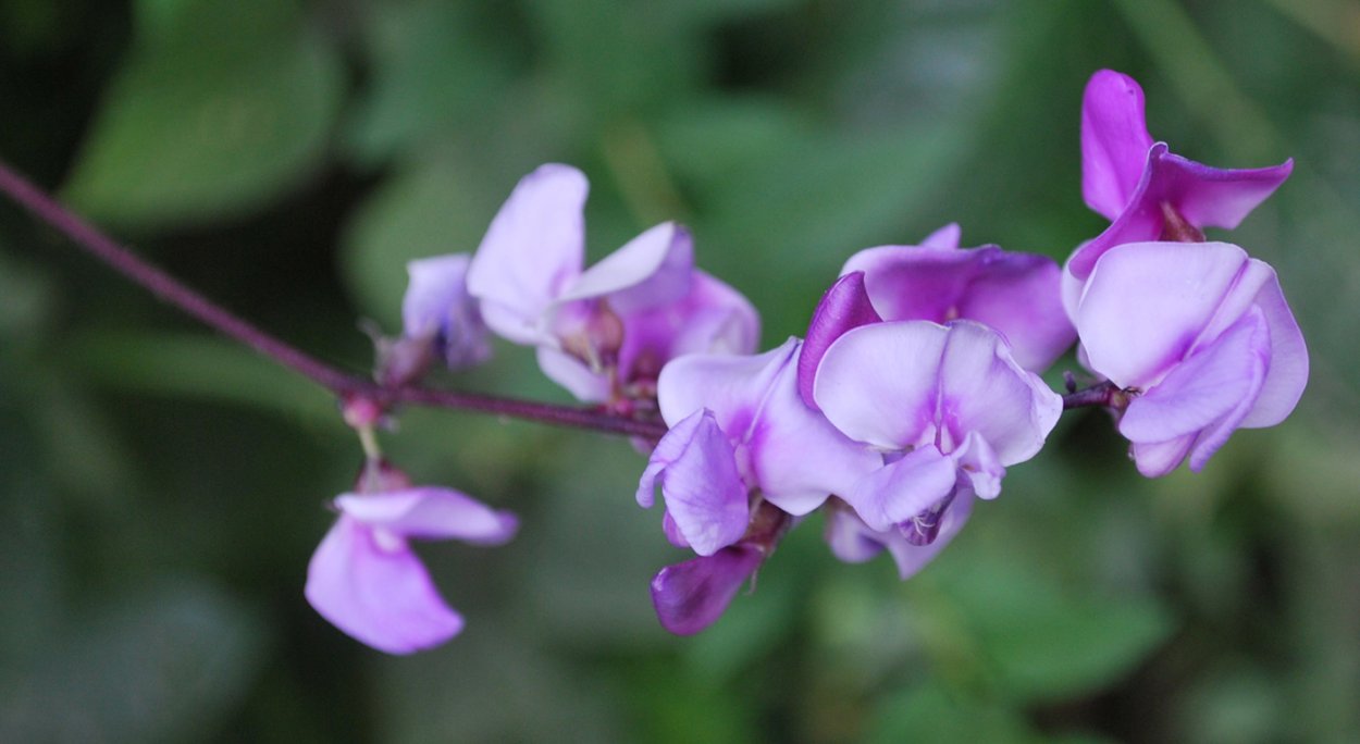 Гиацинтовые Бобы семена