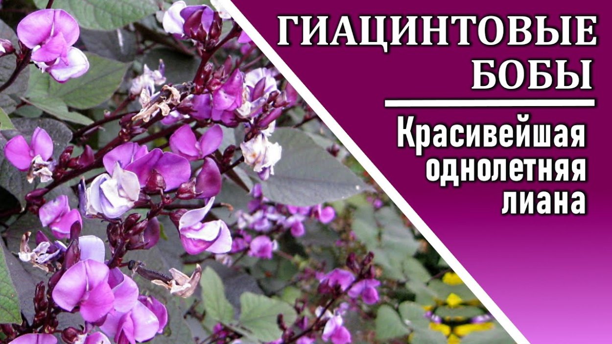 Долихос Лиана