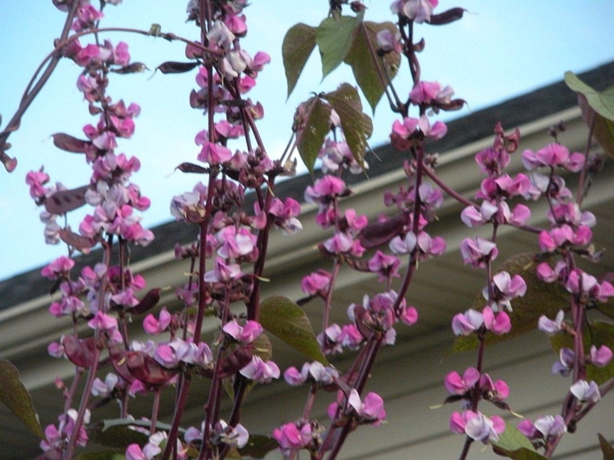 Гиацинтовые Бобы семена