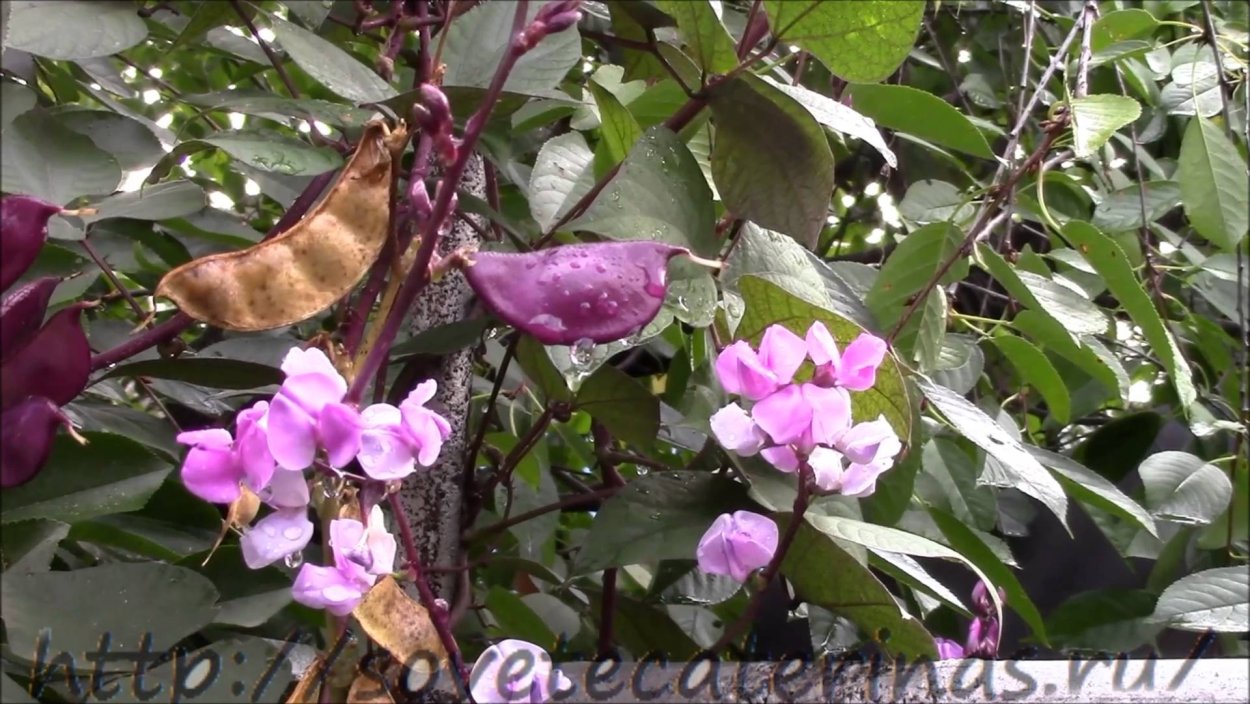 Долихос вьющаяся сирень