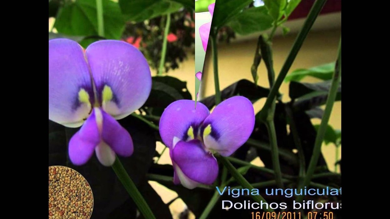 Долихос растение Лиана