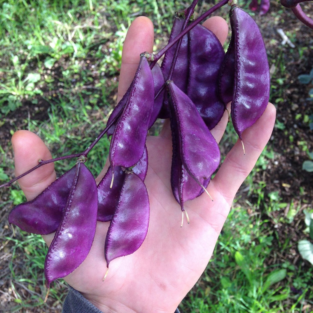 Плантация индиго