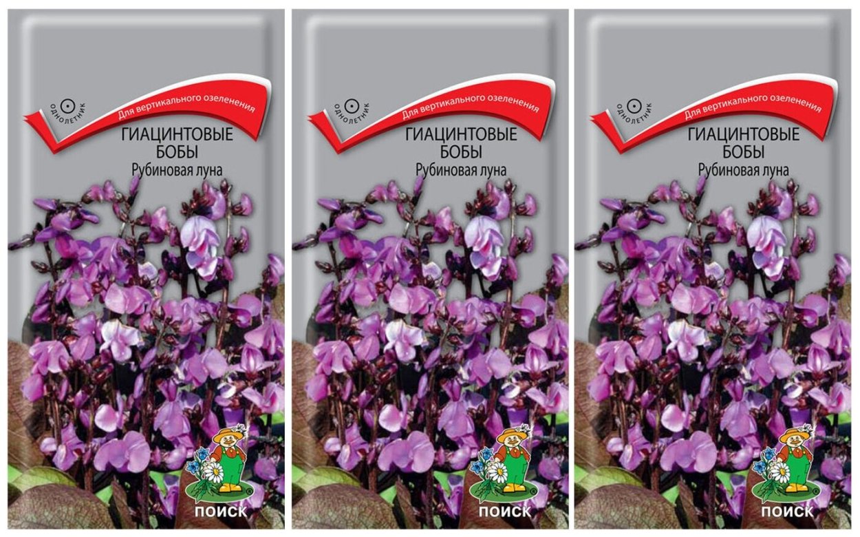 Гиацинт в саду на даче обои