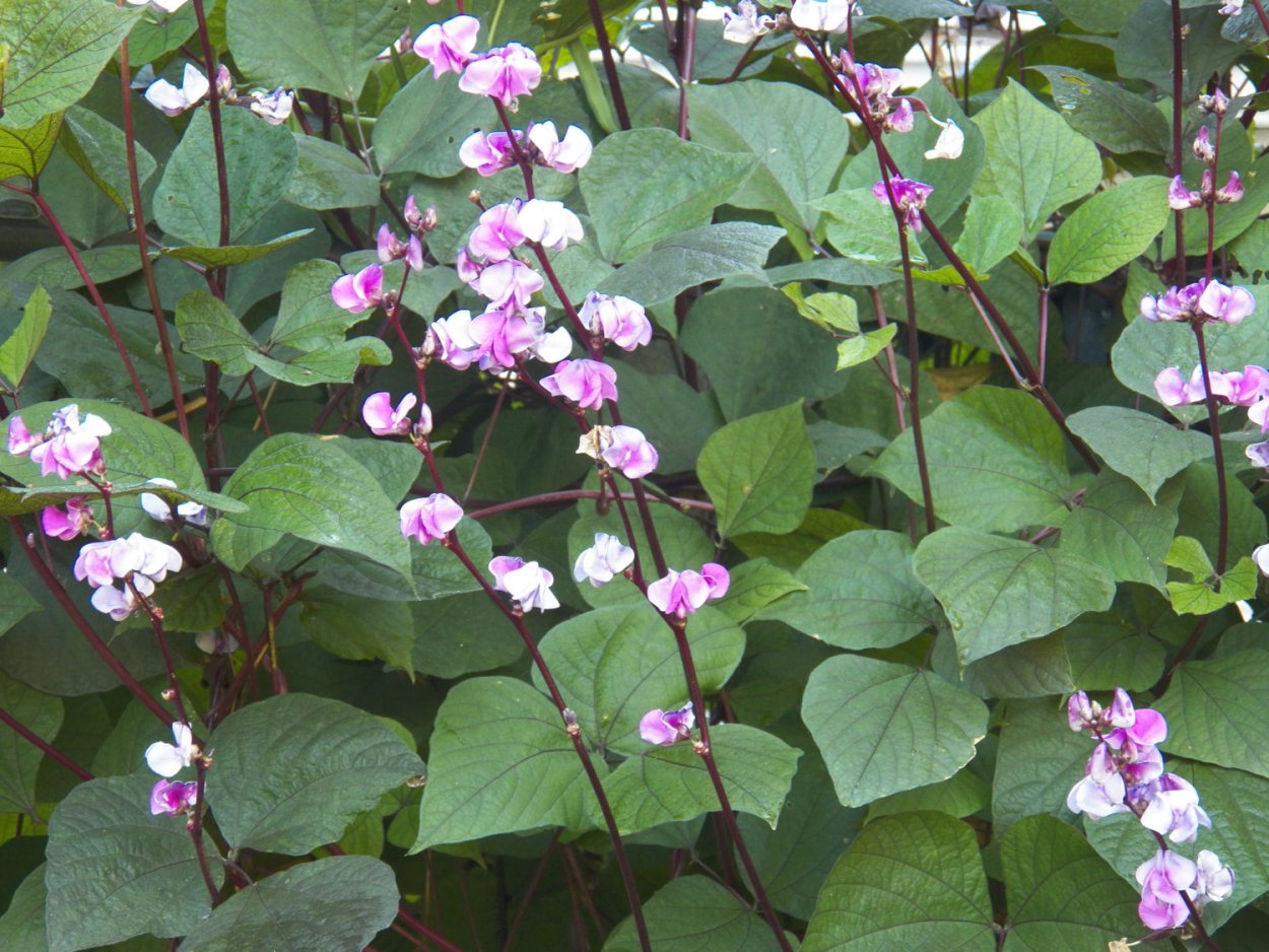 Семена гиацинтовые Бобы вьющаяся сирень Гавриш