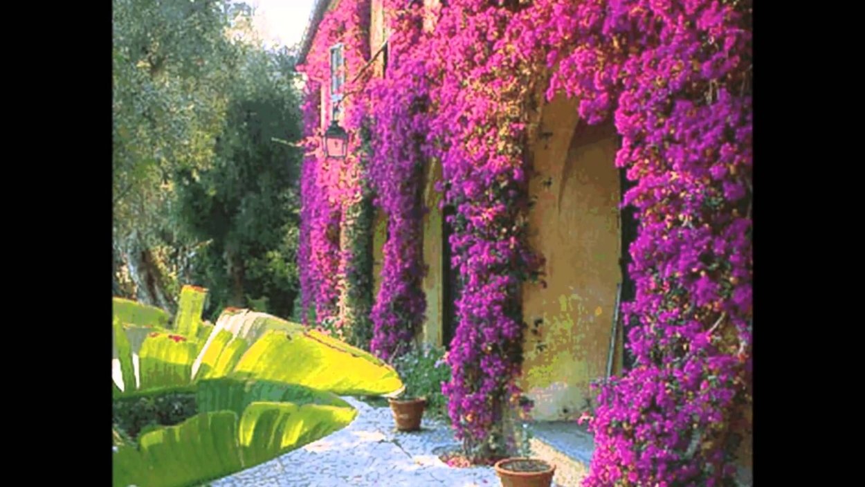 Цветы Веселые Бобы фото