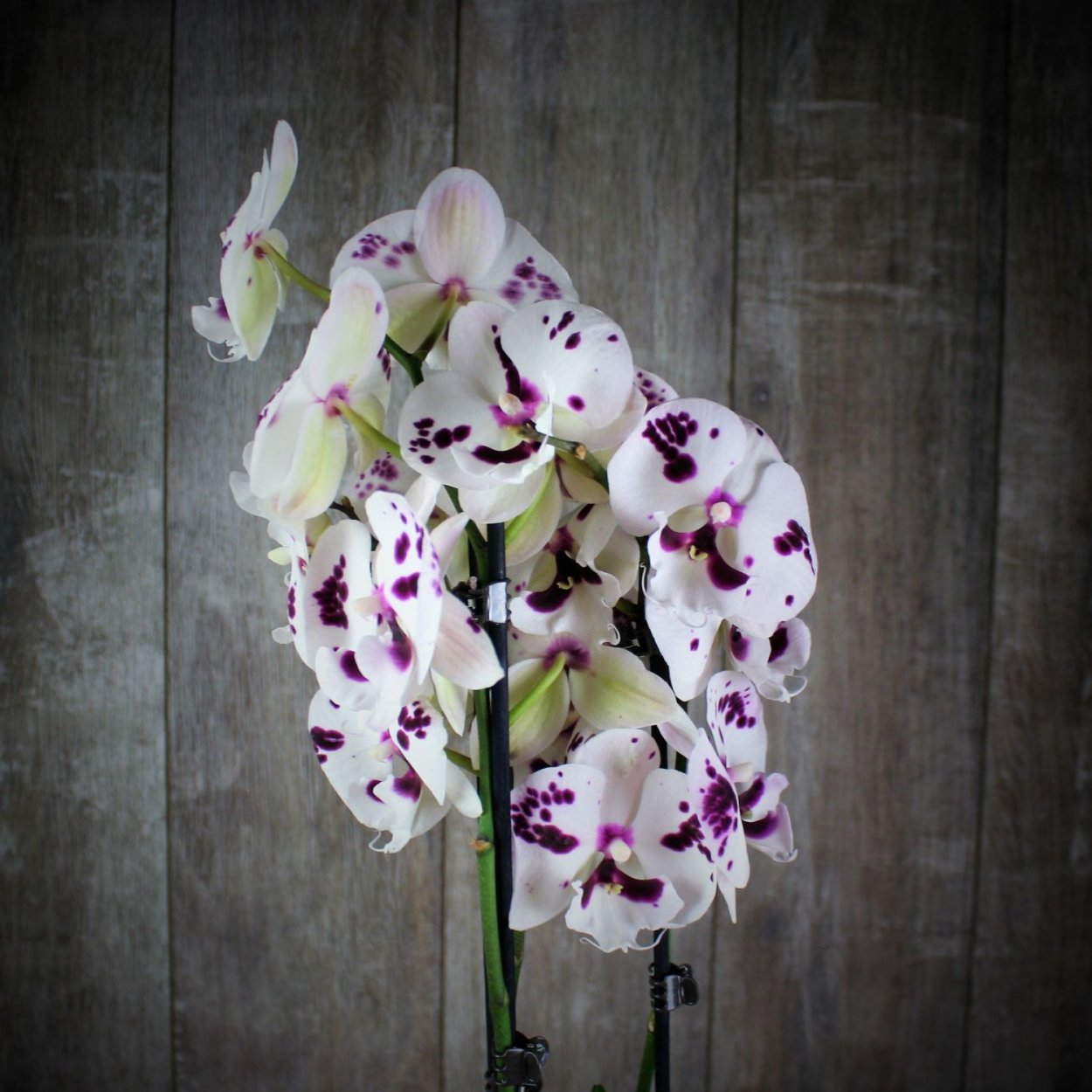 Фаленопсис Блэк Энджел пелорик