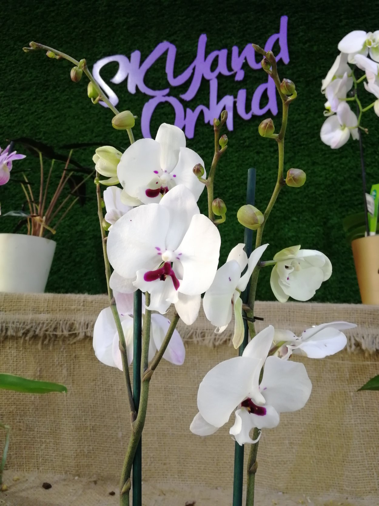 Фаленопсис Биг лип абба