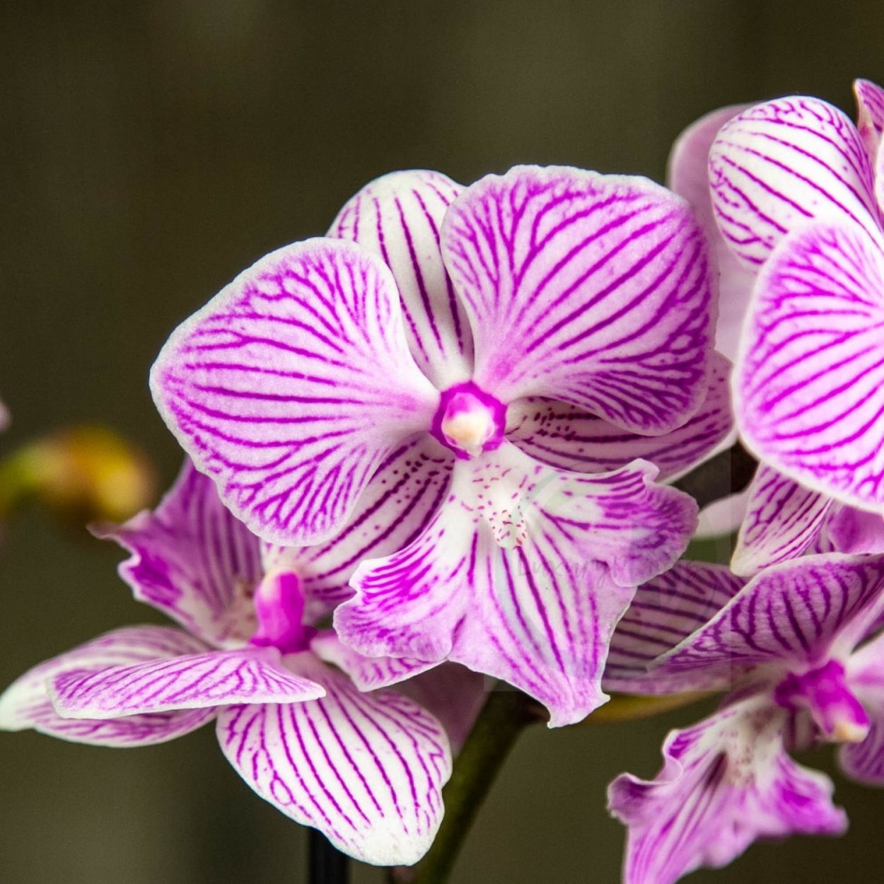 Орхидея фаленопсис Биг лип