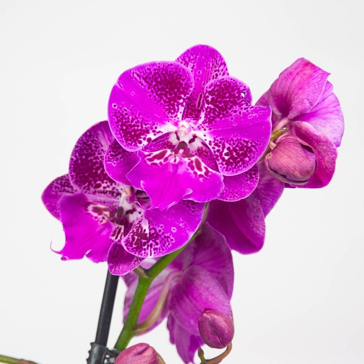 Фаленопсис Reyoung Prince