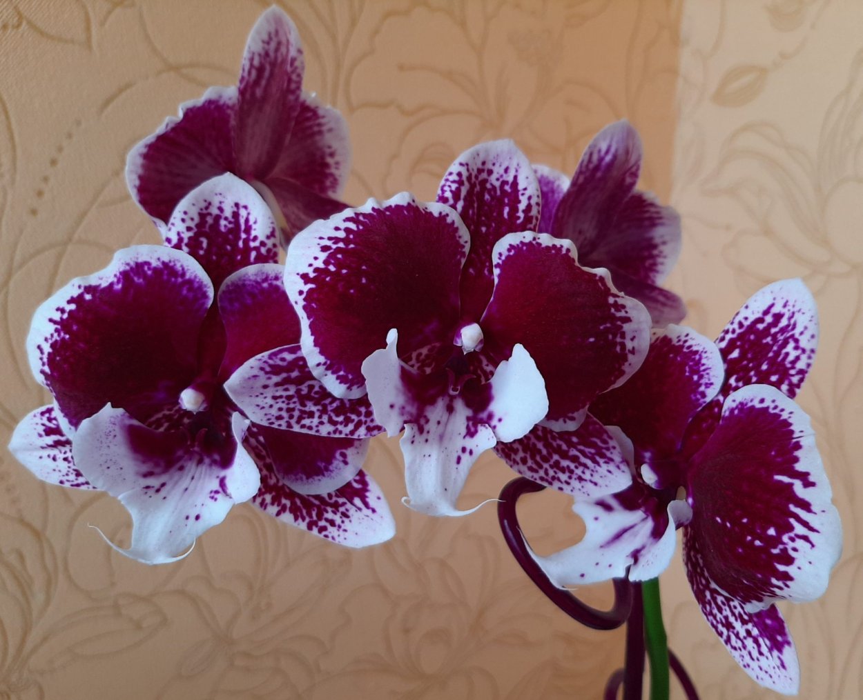 Орхидея Phalaenopsis Джиллиан