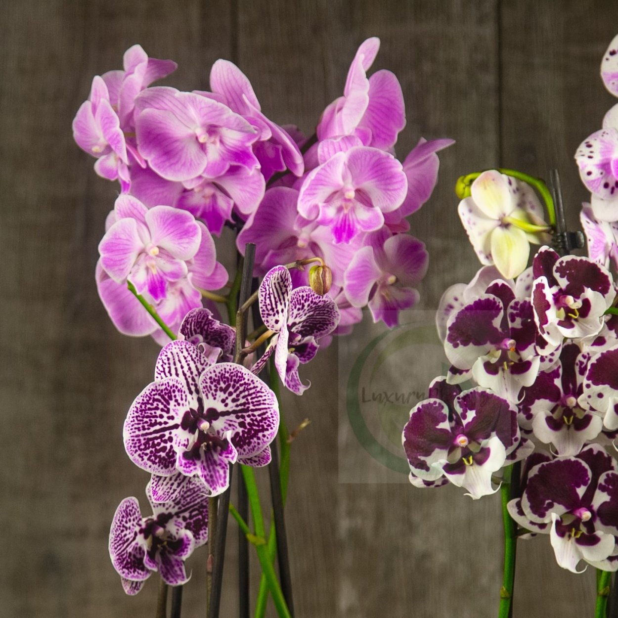 Сого диамонд Орхидея