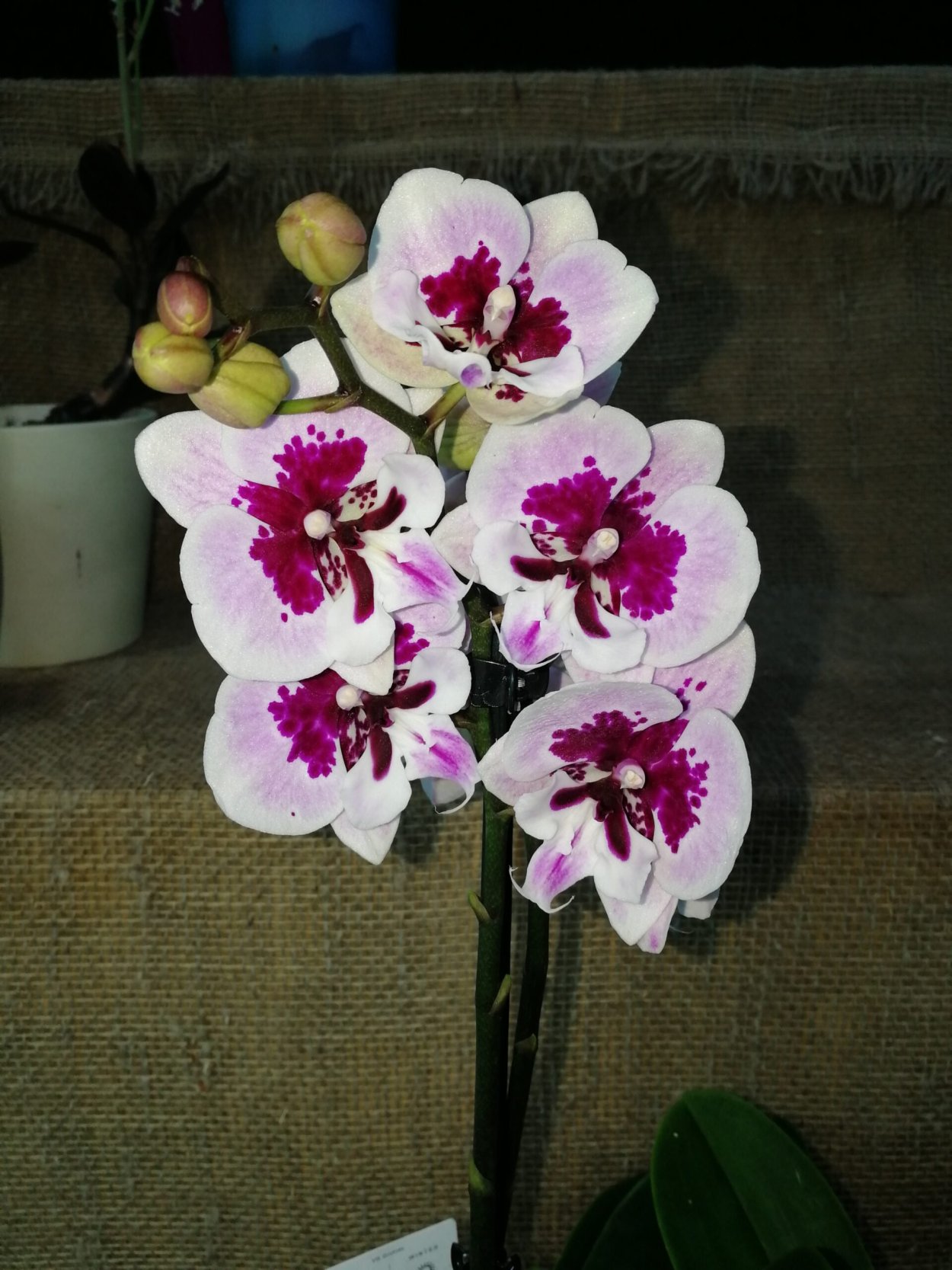 Фаленопсис абба