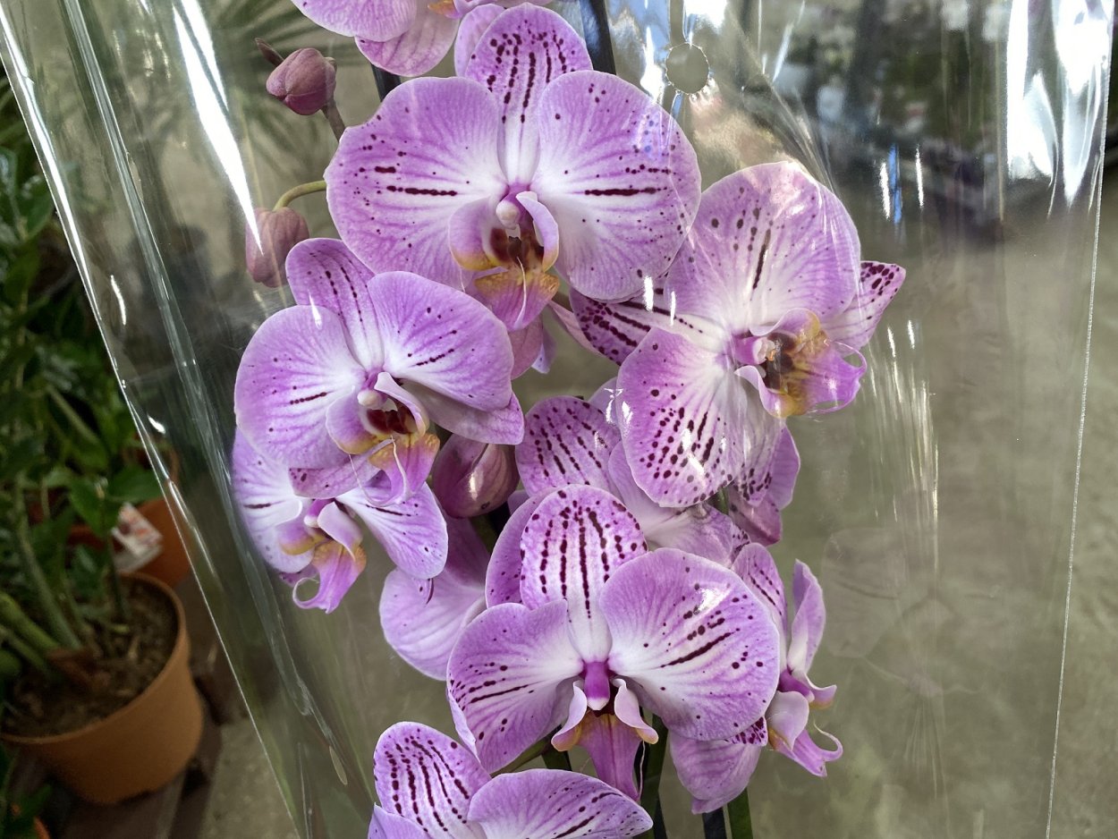 Фаленопсис cultivation