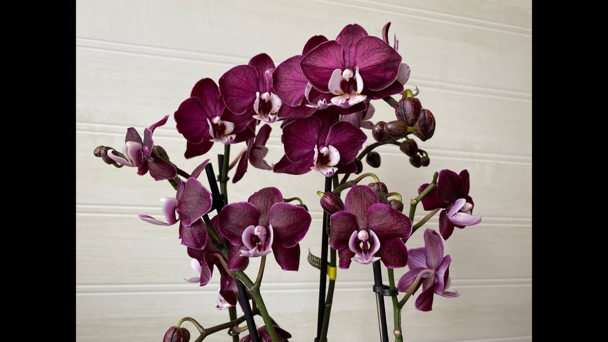 Орхидея spot Leopard peloric