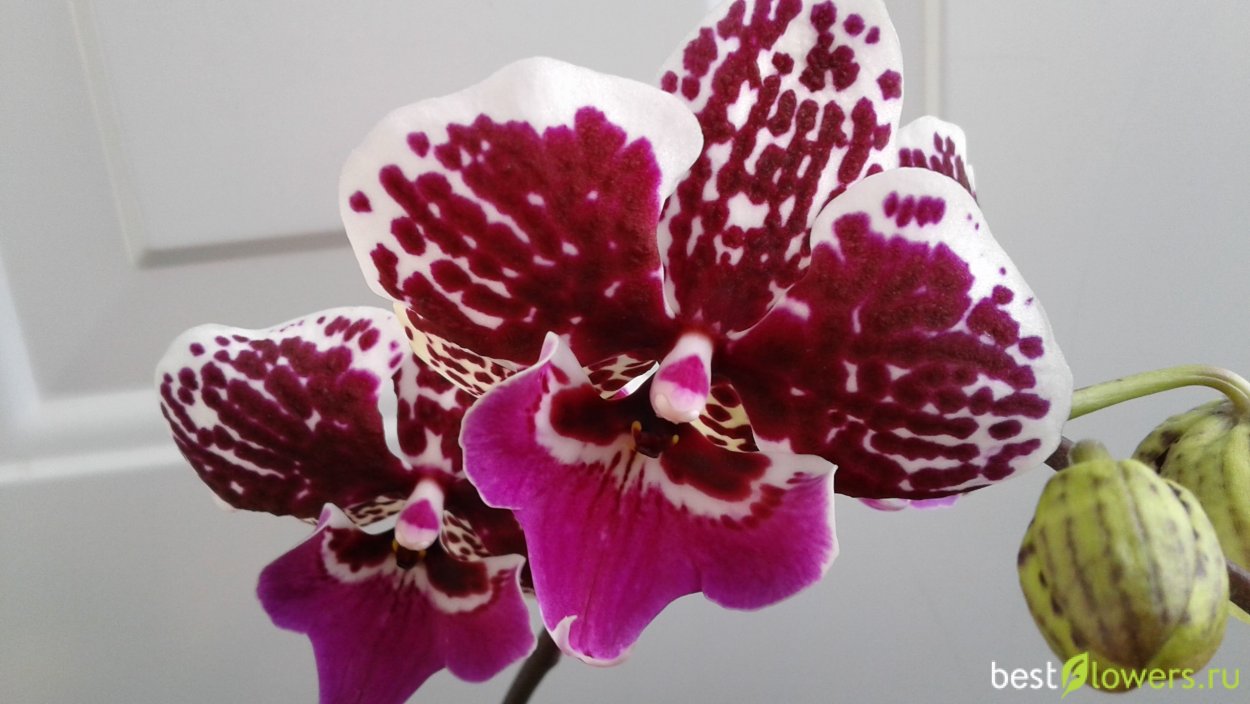 Фаленопсис Биг лип Сакура