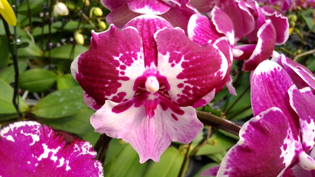 Phal Allura Santa Claus Орхидея