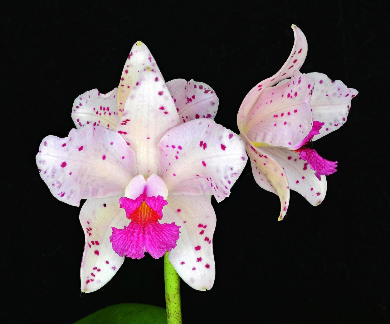 Пафиопедилум Jungle