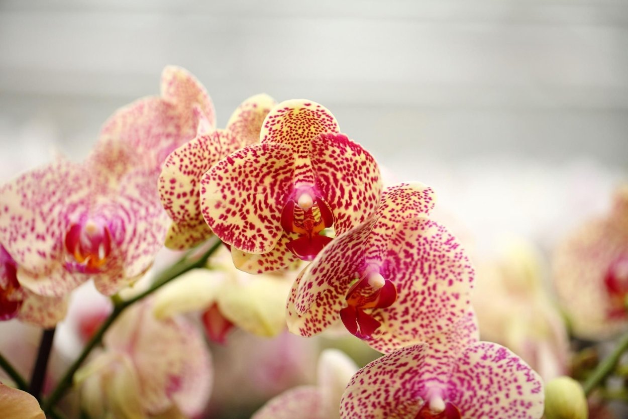 Фаленопсис Лас Вегас