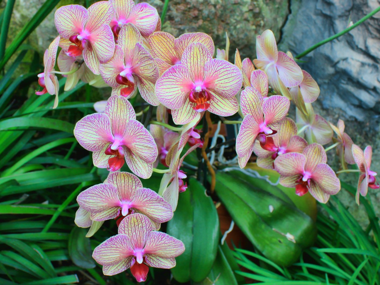 Фаленопсис Purple Rain