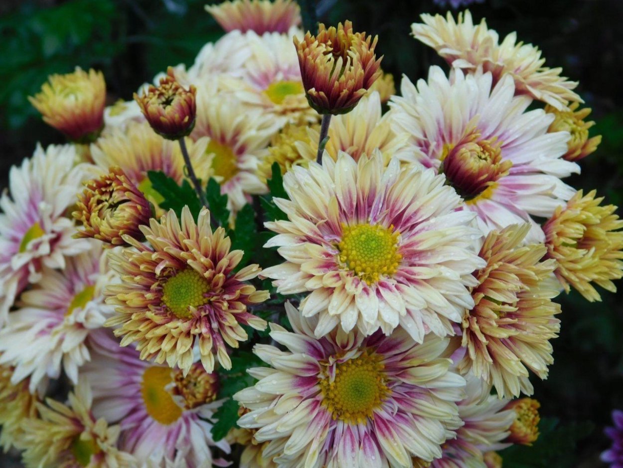 Хризантема корейская Резея