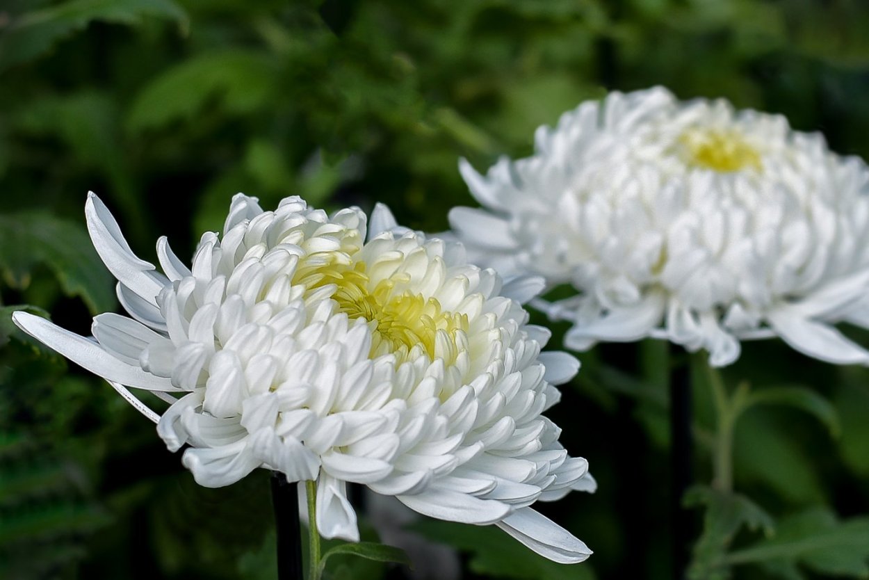 Хризантема Хризантема Gustav