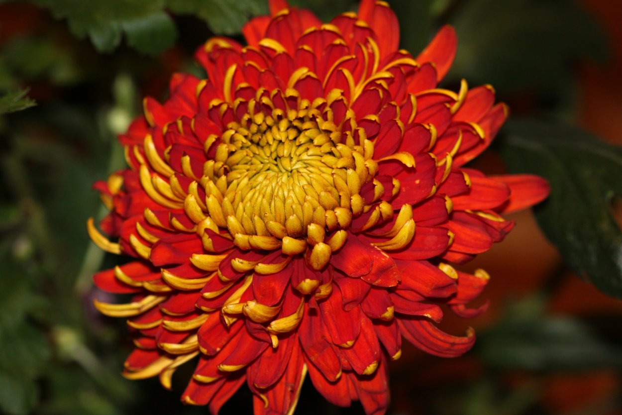 Венидиум Амаретто