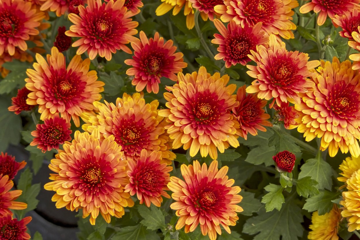 Хризантема Кремист Еллоу